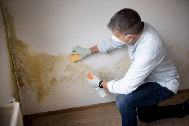 Best Industrial Mold Remediation  in Pine Level, NC
